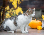 Кошки в Кувшиново: Чудесная Муся в заботливую семью, Бесплатно - фото 6