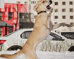 Собаки в Москве: Метис лабрадора Агат в дар Мальчик, Бесплатно - фото 2