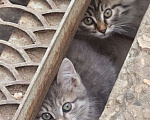 Кошки в Москве: Пушистые котята в добрые руки, 2 месяца Девочка, Бесплатно - фото 4