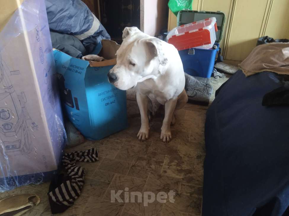 Собаки в Магнитогорске: Американский стаффордширский терьер.  Щенок Девочка, 13 000 руб. - фото 9