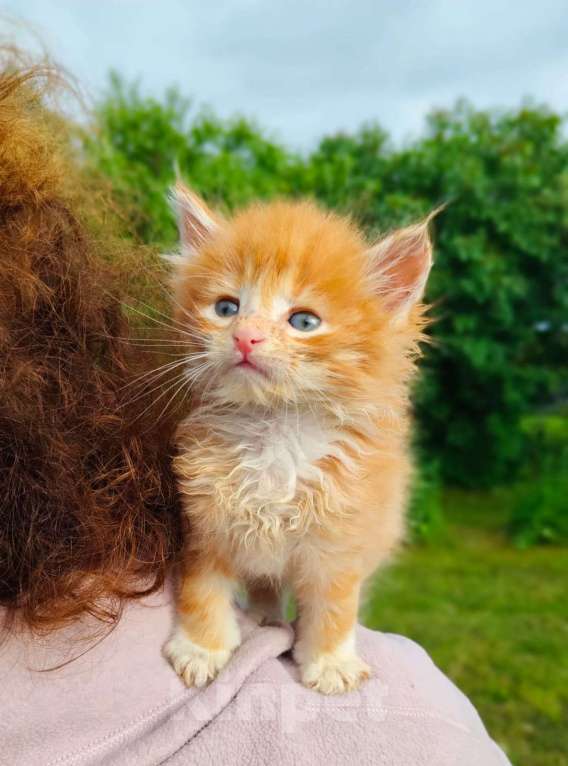 Кошки в Москве: Чудесный малыш Мальчик, Бесплатно - фото 3