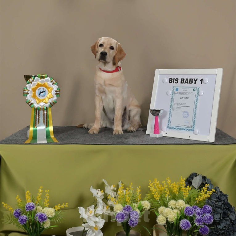 Собаки в Боровске: лабродоча Девочка, Бесплатно - фото 3