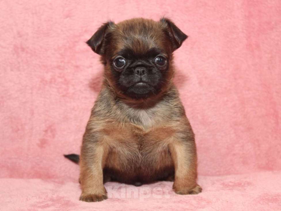 Собаки в Санкт-Петербурге: Щенок пти брабансона  Мальчик, 80 000 руб. - фото 2