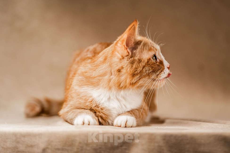 Кошки в Клине: Базилио — ласковый и скромный котик Мальчик, Бесплатно - фото 7