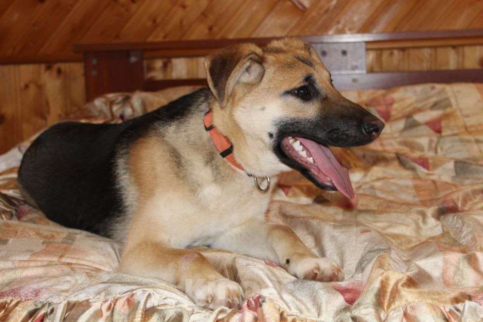 Собаки в Москве: щенок метис немецкой овчарки ищет дом Девочка, Бесплатно - фото 1