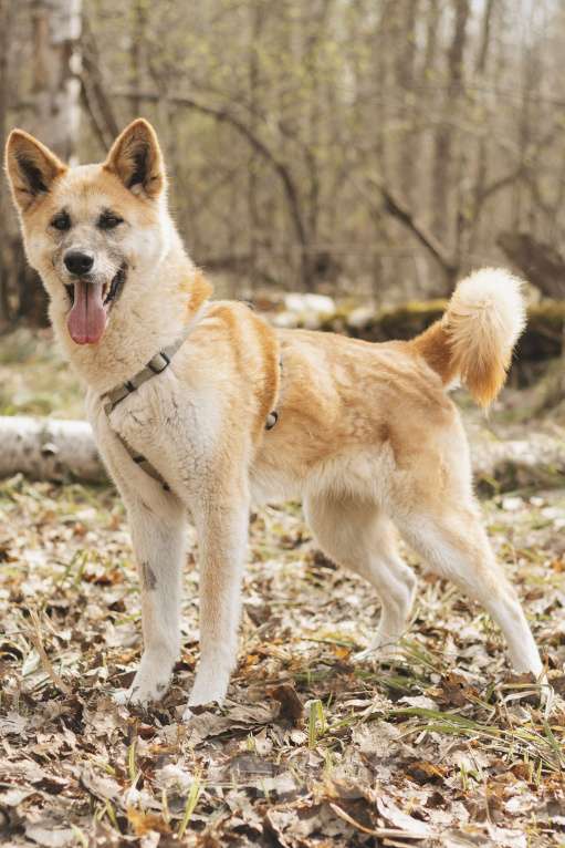 Собаки в Москве: Метис акиты-ину в добрые руки Девочка, Бесплатно - фото 3