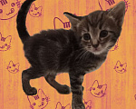 Кошки в Люберцах: Бесплатно в добрые руки  Мальчик, Бесплатно - фото 1