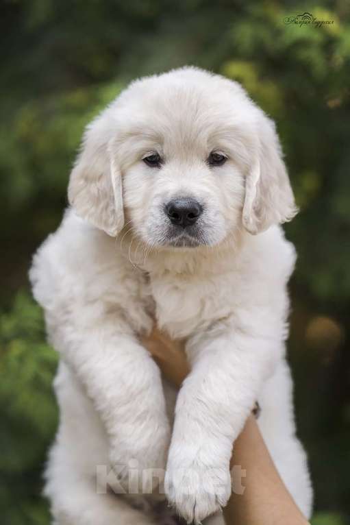 Собаки в Москве: Золотистого ретривера щенки Мальчик, 90 000 руб. - фото 2