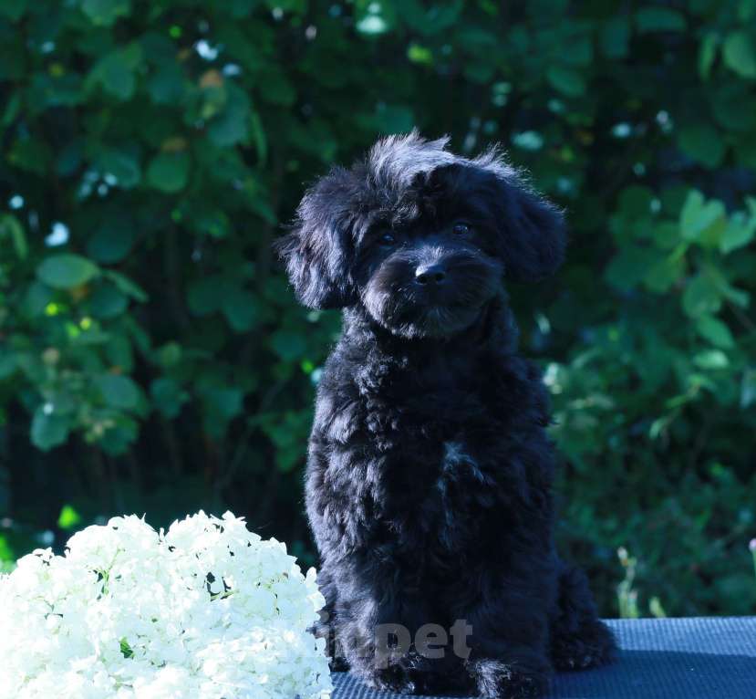 Собаки в Москве: мальтипу Ф1 щенки Девочка, 90 000 руб. - фото 7