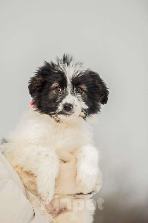 Собаки в других городах Московской области: Щенок в добрые руки Девочка, Бесплатно - фото 1