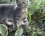 Кошки в Новочеркасске: Котята в добрые руки Девочка, Бесплатно - фото 3