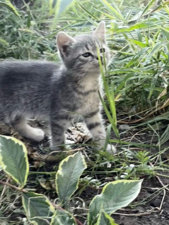 Кошки в Новочеркасске: Котята в добрые руки Девочка, Бесплатно - фото 3