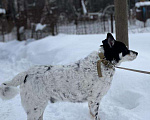 Собаки в Москве: Брошенный хозяевами Барни ищет дом! Мальчик, Бесплатно - фото 2