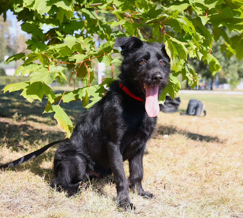 Собаки в Москве: Собака бесплатно Москва Мальчик, Бесплатно - фото 3