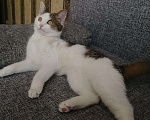 Кошки в Магнитогорске: Отдам в добрые руки кошку Девочка, Бесплатно - фото 1