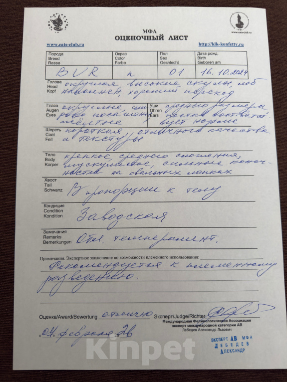 Кошки в других городах Рязанской области: Котята европейской бурмы Разнополые, 45 000 руб. - фото 4