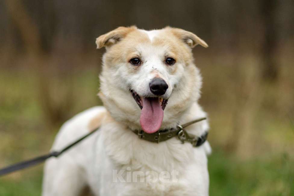 Собаки в Москве: Триша, мальчик, 4 года Мальчик, Бесплатно - фото 1
