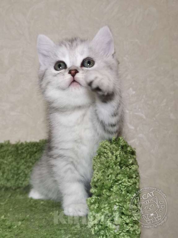 Кошки в Санкт-Петербурге: Британская серебристая шиншилла NS 24 Девочка, 30 000 руб. - фото 3