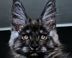 Кошки в Санкт-Петербурге: котенок мейн кун черный дым Мальчик, 100 000 руб. - фото 1