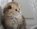 Кошки в Бахчисарае: Шотландский длинношерстный котенок Девочка, 35 000 руб. - фото 5