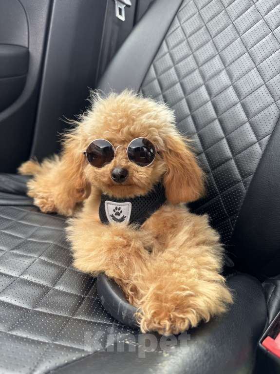 Собаки в Краснодаре: Той-пудель Мальчик, 100 000 руб. - фото 1