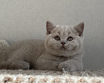 Кошки в Красноярске: Британская девочка Дана Девочка, 35 000 руб. - фото 3