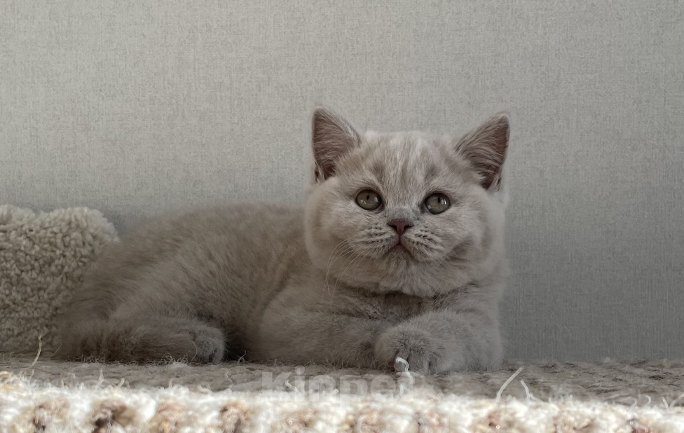 Кошки в Красноярске: Британская девочка Дана Девочка, 35 000 руб. - фото 3
