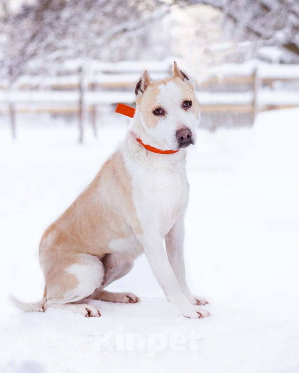 Собаки в Москве: Девочка из приюта ищет дом! Девочка, Бесплатно - фото 2