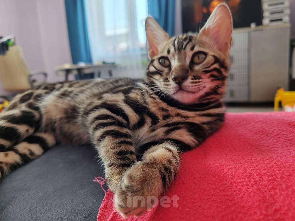 Кошки в Москве: Бенгальская девочка с родословной (в наличии) Девочка, 40 000 руб. - фото 1