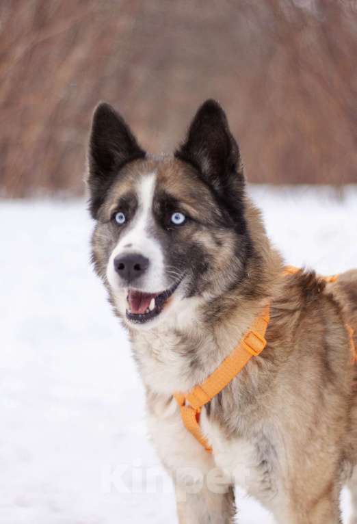 Собаки в Москве: Красавчик Руди! В поисках дома и любящей семьи Мальчик, Бесплатно - фото 4