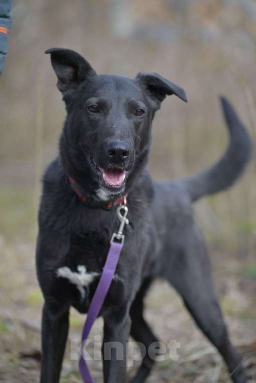 Собаки в Красногорске: Молодой энергичный метис чёрной немецкой овчарки очень нуждается в хозяине  Мальчик, Бесплатно - фото 5