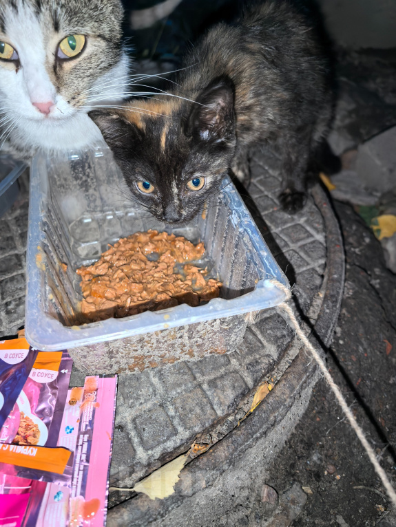 Кошки в Санкт-Петербурге: Котята ищут дом Разнополые, Бесплатно - фото 3