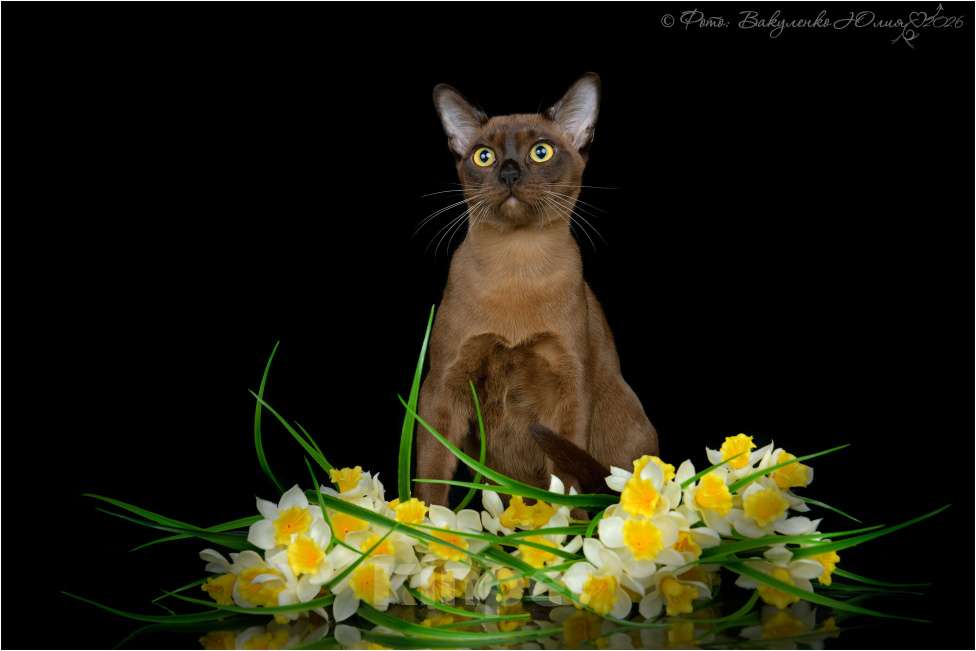 Кошки в Ростове-на-Дону: Котик европейской Бурмы Мальчик, 65 000 руб. - фото 1