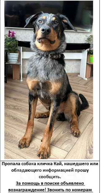 Собаки в других городах Московской области: Пропала собака Мальчик, 50 000 руб. - фото 3
