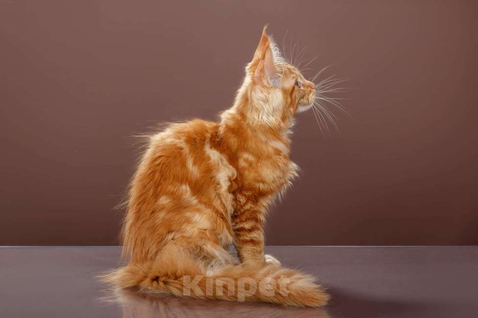 Кошки в Омске: Котята мейн-кун Мальчик, Бесплатно - фото 4