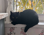 Кошки в Москве: кошка Флора ищет дом Девочка, Бесплатно - фото 3