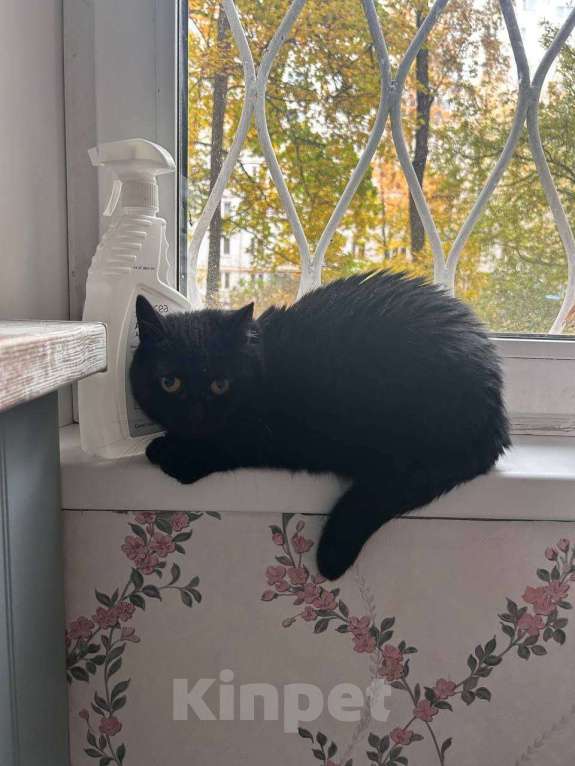 Кошки в Москве: кошка Флора ищет дом Девочка, Бесплатно - фото 3