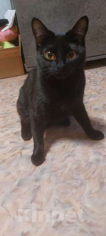 Кошки в Новосибирске: В добрые руки Девочка, Бесплатно - фото 3