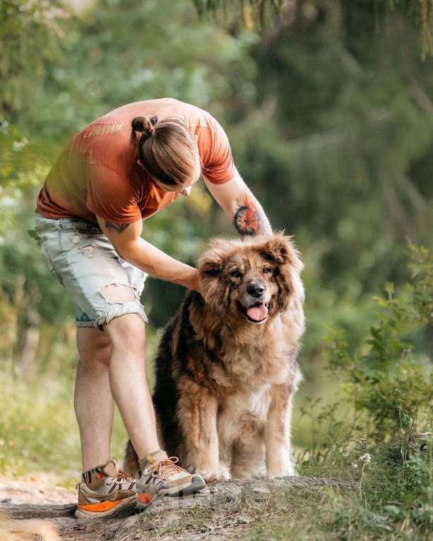Собаки в Москве: Кавказская овчарка Ассоль в добрые руки Девочка, Бесплатно - фото 3