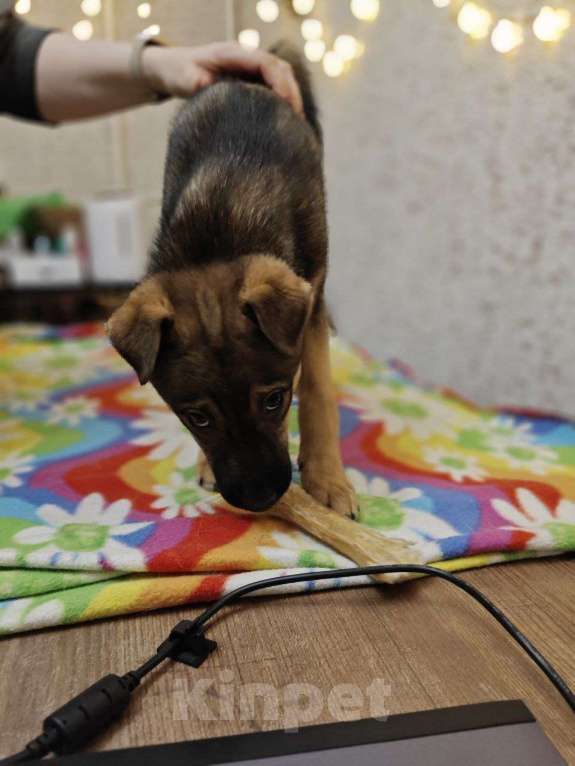 Собаки в Санкт-Петербурге: Малыши 3 месяца — найдены, ищут дом Девочка, Бесплатно - фото 2