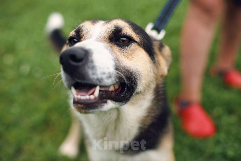 Собаки в Москве: Дарвин Мальчик, Бесплатно - фото 3