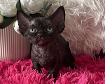 Кошки в Москве: Котенок Девон Рекс черная девочка Девочка, 75 000 руб. - фото 5