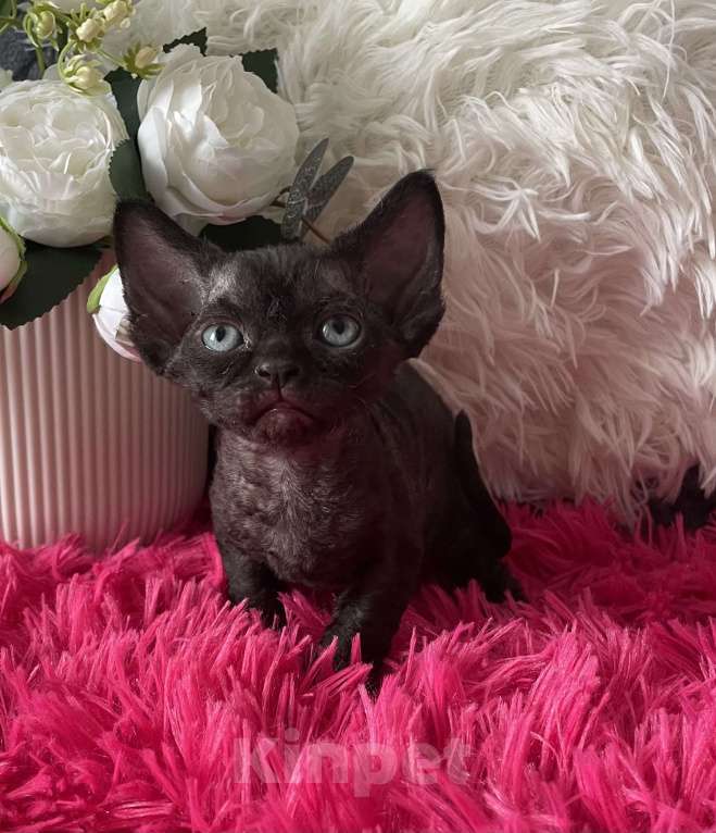 Кошки в Москве: Котенок Девон Рекс черная девочка Девочка, 75 000 руб. - фото 5