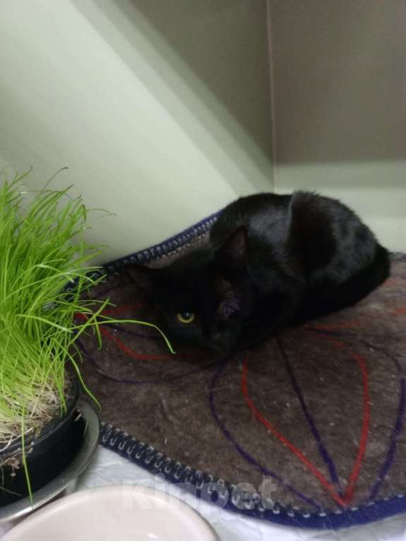 Кошки в Москве: Кошечка Девочка, Бесплатно - фото 2