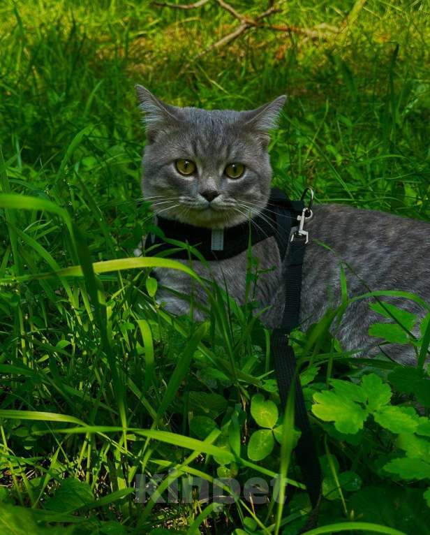 Кошки в Нижнем Новгороде: Отдам своего доброго и милого котика в хорошие руки Мальчик, Бесплатно - фото 2