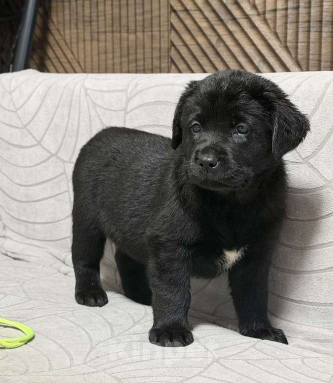 Собаки в других городах Московской области: Черный щенок лабрадора Девочка, 80 000 руб. - фото 7