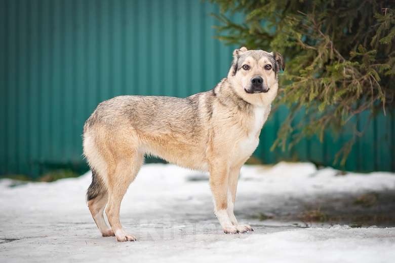 Собаки в Москве: Гера Девочка, Бесплатно - фото 3