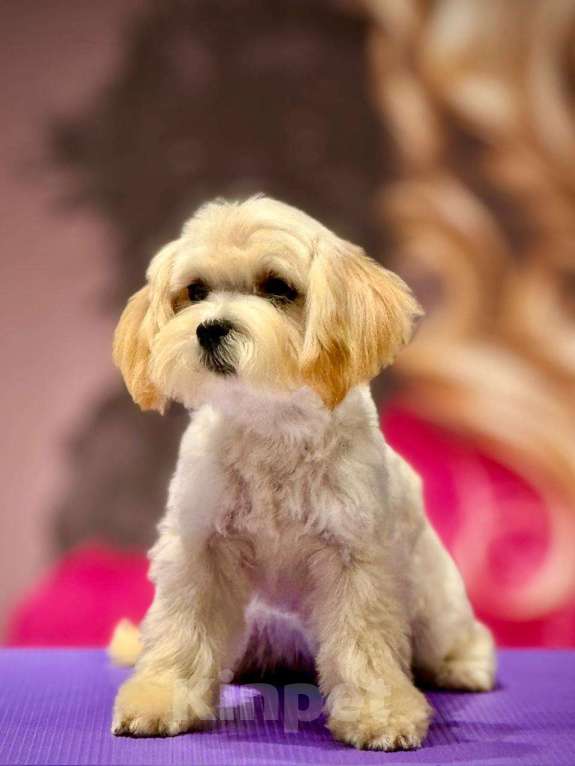 Собаки в Москве: мальтипу Ф1 щенки Девочка, 70 000 руб. - фото 3