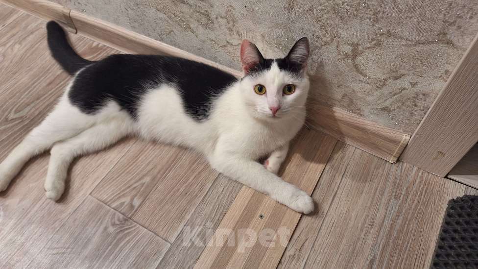 Кошки в Ульяновске: Отдам в добрые руки Сонечку Девочка, Бесплатно - фото 3