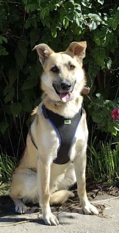 Собаки в Москве: Добрый и ласковый парень Пушок в дар Мальчик, 1 руб. - фото 5